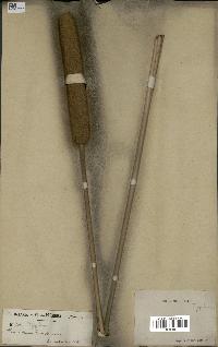 spécimen de Typha sp.