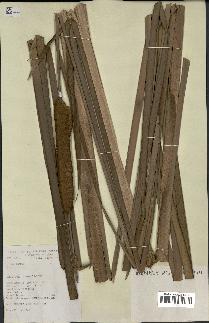 spécimen de Typha sp.