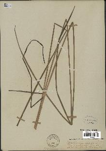 spécimen de Typha angustifolia