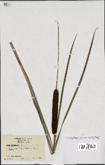 spécimen de Typha angustifolia