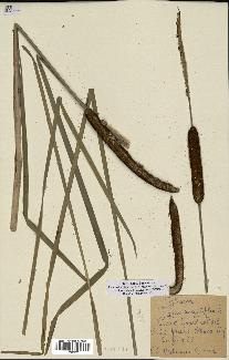 spécimen de Typha angustifolia