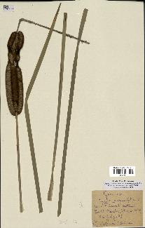 spécimen de Typha angustifolia