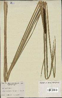 spécimen de Typha angustifolia