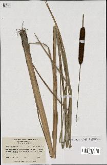 spécimen de Typha angustifolia