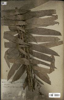 spécimen de Laccosperma secundiflorum