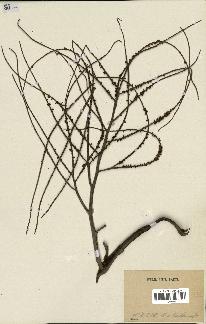 spécimen de Dypsis madagascariensis