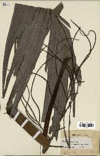 spécimen de Dypsis madagascariensis