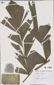 spécimen de Caryota sobolifera