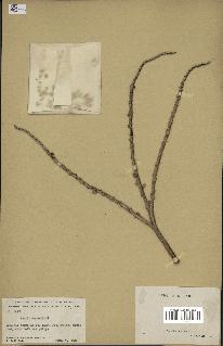 spécimen de Ptychosperma macarthurii