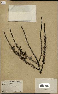 spécimen de Ptychosperma macarthurii