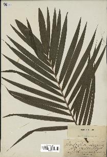 spécimen de Ptychosperma elegans