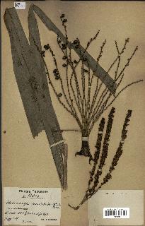 spécimen de Hydriastele variabilis