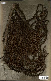 spécimen de Laccosperma secundiflorum