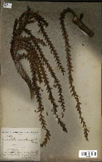 spécimen de Laccosperma secundiflorum