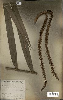 spécimen de Laccosperma secundiflorum