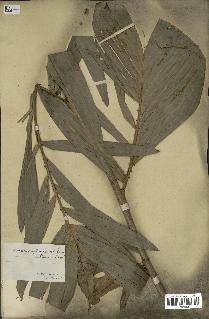 spécimen de Laccosperma secundiflorum