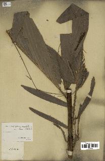 spécimen de Laccosperma secundiflorum
