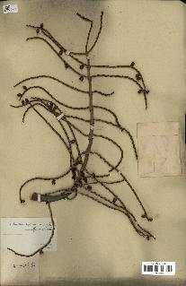 spécimen de Laccosperma secundiflorum