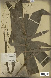 spécimen de Laccosperma secundiflorum