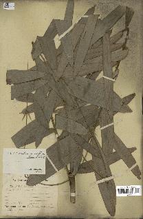 spécimen de Laccosperma secundiflorum