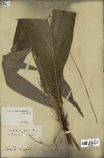 spécimen de Laccosperma secundiflorum