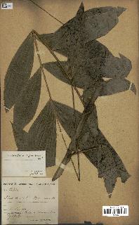 spécimen de Laccosperma secundiflorum