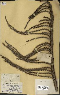 spécimen de Laccosperma secundiflorum