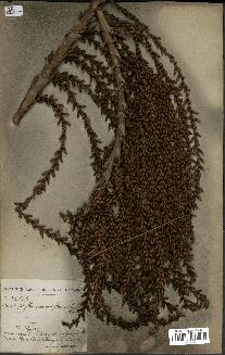 spécimen de Laccosperma secundiflorum
