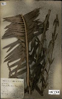 spécimen de Laccosperma secundiflorum