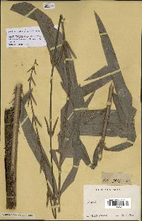 spécimen de Laccosperma secundiflorum