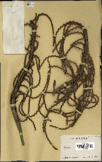 spécimen de Laccosperma secundiflorum