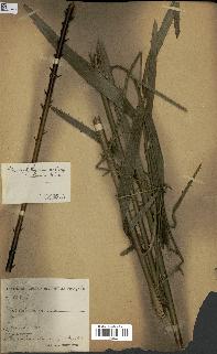 spécimen de Laccosperma secundiflorum