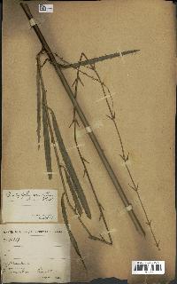 spécimen de Laccosperma secundiflorum