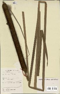 spécimen de Typha domingensis