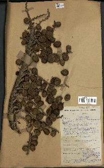 spécimen de Laccosperma secundiflorum