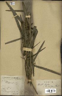 spécimen de Laccosperma secundiflorum