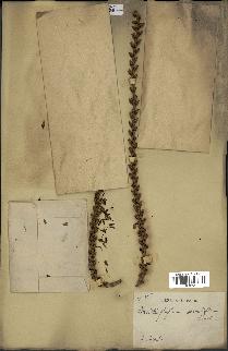 spécimen de Laccosperma secundiflorum
