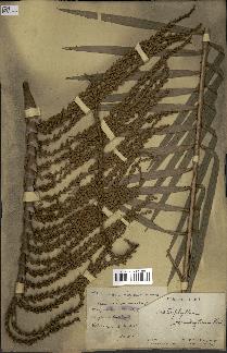 spécimen de Laccosperma secundiflorum