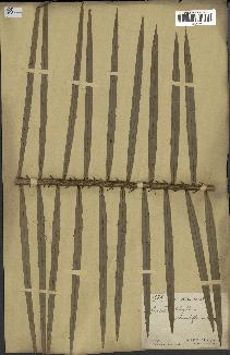 spécimen de Laccosperma secundiflorum