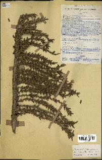 spécimen de Laccosperma secundiflorum