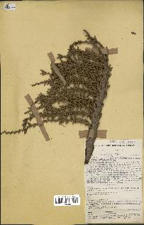 spécimen de Laccosperma secundiflorum