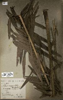 spécimen de Laccosperma secundiflorum