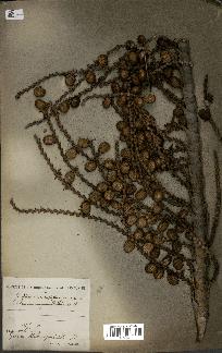 spécimen de Laccosperma secundiflorum