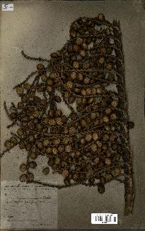 spécimen de Laccosperma secundiflorum