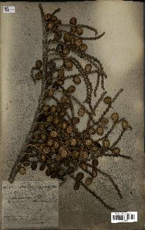 spécimen de Laccosperma secundiflorum