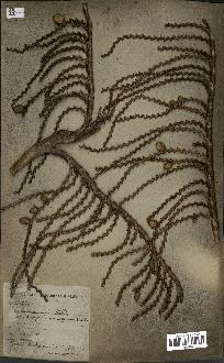 spécimen de Laccosperma secundiflorum