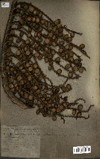 spécimen de Laccosperma secundiflorum