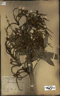 spécimen de Laccosperma opacum
