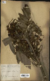 spécimen de Laccosperma opacum
