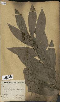 spécimen de Laccosperma opacum
